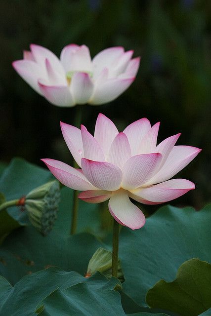 lotusmagus
